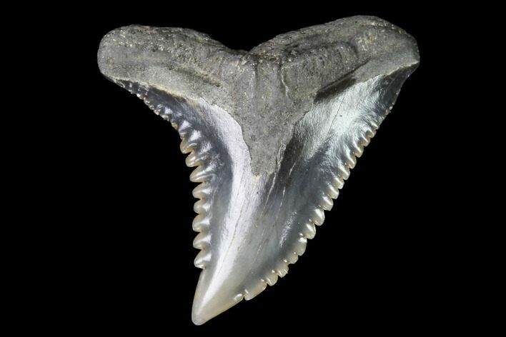 Hemipristis Shark Tooth Fossil - Virginia #96531
